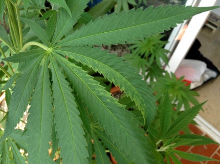 Example of a marijuana leaf with mottled speckles in a mosaic pattern on a twisted leaf - these are the symptoms of TMV