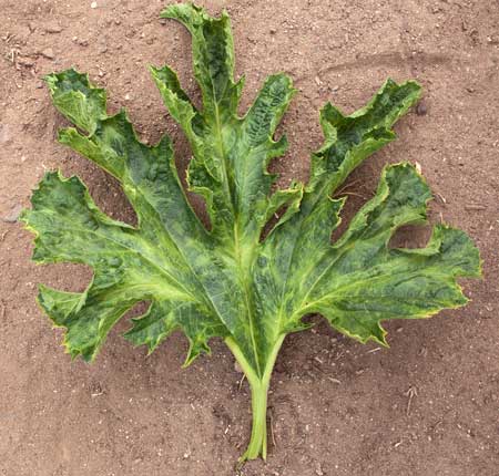 A squash plant that is infected with mosaic virus