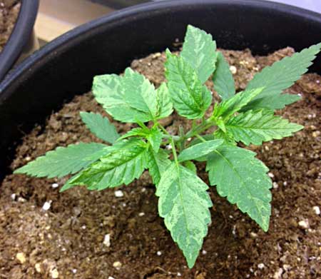 Does this cannabis plant have tobacco mosaic virus (TMV)? No one knows for sure, but the leaf mottling and splotchy symptoms make some growers suspect that mosaic virus has spread to cannabis plants!