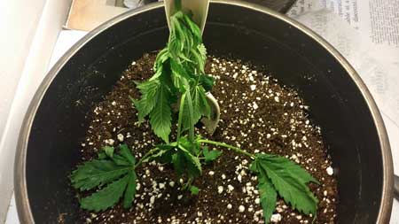 Example of a severely underwatered cannabis plant