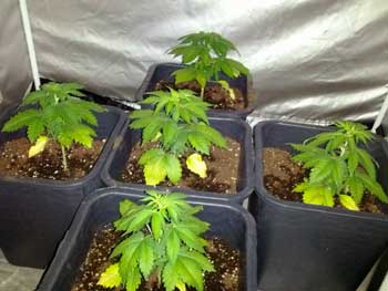 Chronic underwatering can cause cannabis leaves to turn pale and for leaves to turn yellow