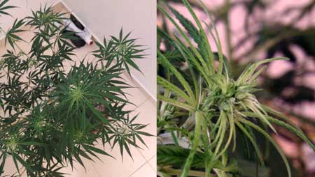 Example of a male marijuana plant with yellow leaves due to root problems from under-watering