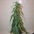 An underwatered marijuana plant