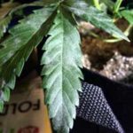 Bad case of WPM (white powdery mildew) on cannabis leaf