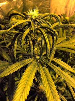 Windburnd cannabis leaves are clawing hard