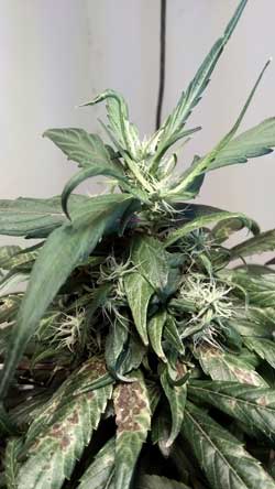 Example of cannabis wind burn - the leaves are twisted and pointing up