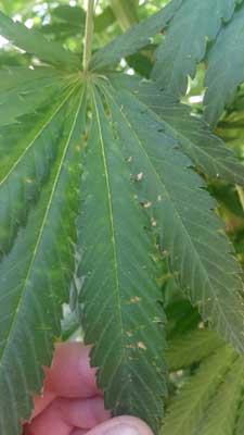 Example of cannabis wind damage causing brown or bronze spots that look like burns on the leaves