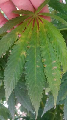 This cannabis leaf has brown / bronze spots that look like burns - it's not a nutrient deficiency, it's actually caused by wind burn!