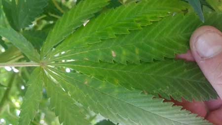 These spots on this marijuana plant are actually caused by wind burn