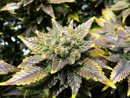 A cannabis copper deficiency creates darkened blue or purple leaves with bright yellow tips and edges