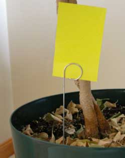 Place yellow sticky traps in the cannabis grow room