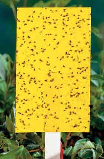 Look at how many fungus gnats were caught in this sticky trap