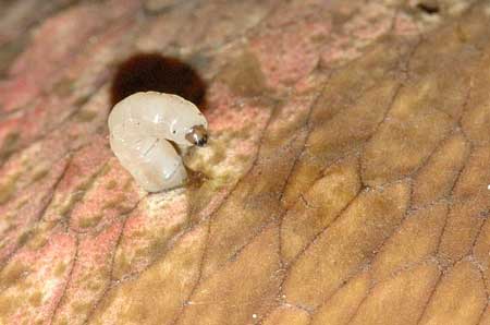 Fungus Gnat larvae / maggot