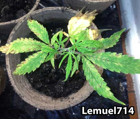 Cannabis leaves damaged by fungus gnats
