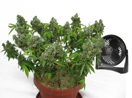 Blow fan over the top of your growing medium to help combat fungus gnats