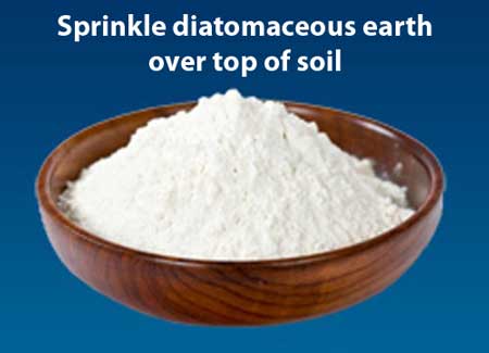 Sprinkle diatomaceous earth over the top of your growing medium to help control fungus gnats