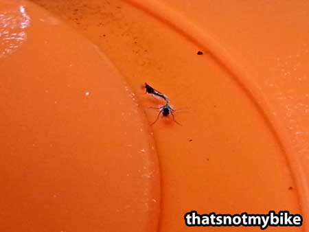 Tiny fungus gnats are a common cannabis pest