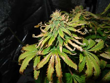 Example of an indoor cannabis plant that is suffering from a mixture of heat stress and light stress (the grow light being too close) it has brown crunchy leaves