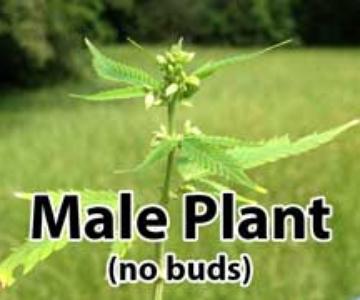 Plantas de cannabis masculinas vs. femeninas