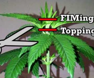 Topping vs FIMing Cannabis - Guía de instrucciones