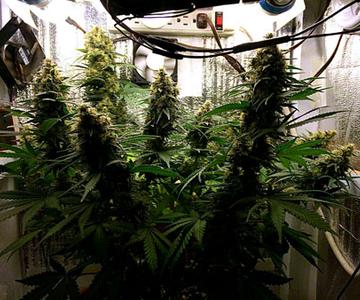 Tutorial de Cannabis Low Stress Training (LST)