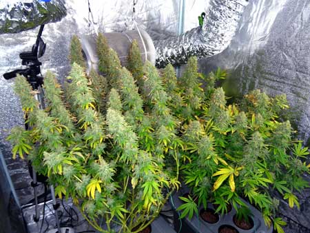 Wait until the right harvest time to increase your marijuana yields