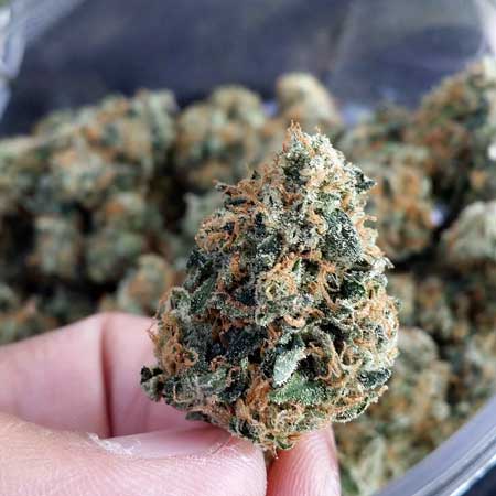 A cannabis bud of the strain Tangerine Dream
