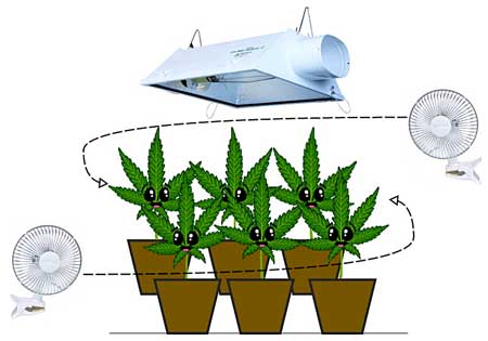 Great air circulation and overall airflow makes cannabis plants happy!