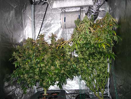 Example of growing different marijuana strains together