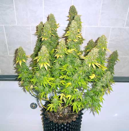 Blue Thai cannabis plant - choosing the strain you want gives you a lot more control over your final results
