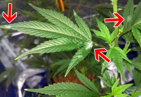 Example of white powdery mildew (WPM) on a cannabis leaf