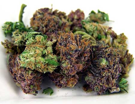 Picture of beautiful top-shelf cannabis buds in both green and purple. You can grow marijuana buds that are better than what you get at the dispensary! This bud quality tutorial will show you how!