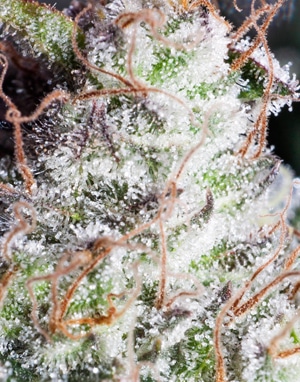 Lower humidity levels in the flowering stage can help increase cannabis trichome production and make buds appear more 