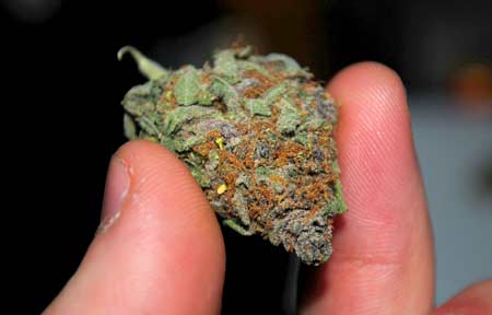 A dense, sparkly and colorful cannabis nug in hand - you can grow marijuana like this at home if you follow the tutorial!