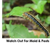 Always keep an eye out for any signs of mold, bugs, or other marijuana pests