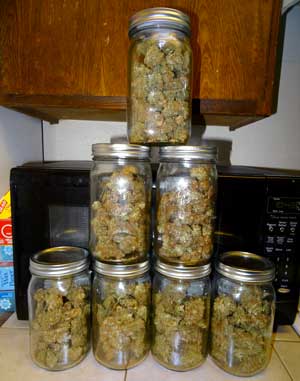 The best way to store cannabis buds is to keep them in glass mason jars