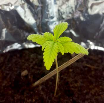 Overwatered cannabis seedling has turned almost completely yellow