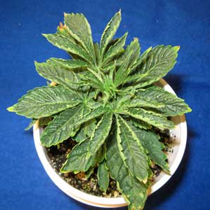 These odd curling leaves symptoms are cause by root problems - partly from overwatering and partly from heat