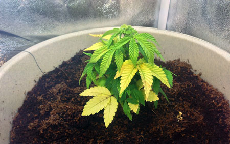 Example of an overwatered young cannabis plant with yellow leaves in a too-big pot