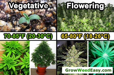 Optimal temperature for growing cannabis - Vegetative Stage is 70-85°F (20-30°C) - Flowering Stage is 65-80°F (18-26°C)