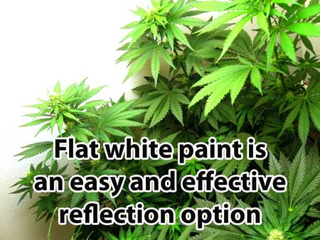 Flat white paint is an easy and effective reflection option for your cannabis grow room walls