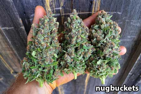 Huge, dense, cannabis flowers at harvest! - Nugbuckets showing off his harvest