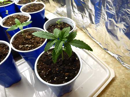 Start cannabis seedlings in solo cups for the fastest start!