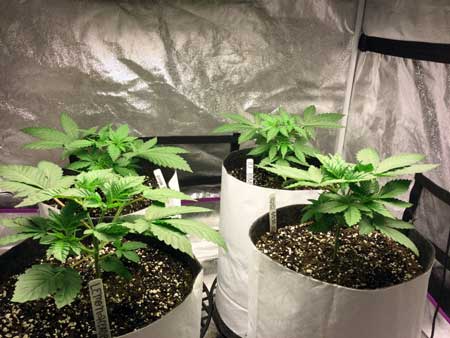 Cannabis vegetative plants growing in Super Soil / Coco Loco potting mix