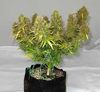 Marijuana plant grown in organic super soil in a smart pot
