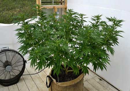 Example of a cannabis plant in organic, composted super soil!