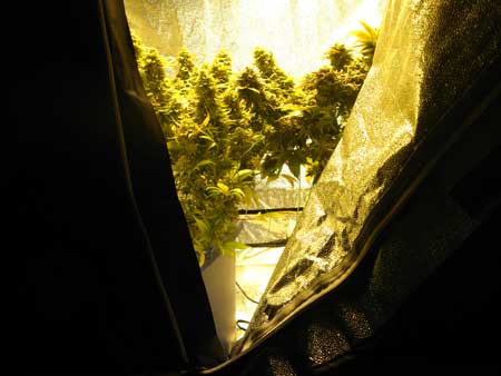 Growing marijuana indoors is more stealthy than growing outdoors because no one can ever stumble upon your plants