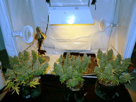 A view of the 3 auto-flowering plants just before harvested the plant all the way on the right - the Blue AutoMazar