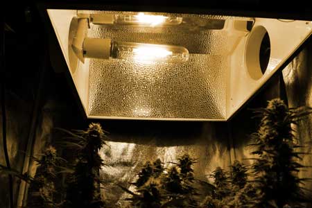 Looking up at a 250W HPS grow light - the light given off is yellow or orange colored