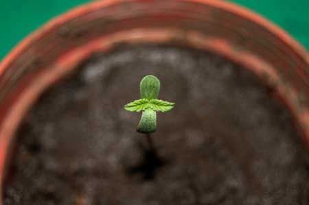 Awesome closeup of a cannabis seedling:)